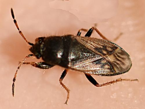 Megalonotus sabulicola